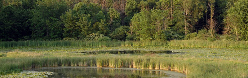 LeFurge Woods Wetlands photo by Jim Robertson
