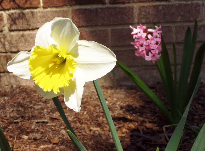 daffodil