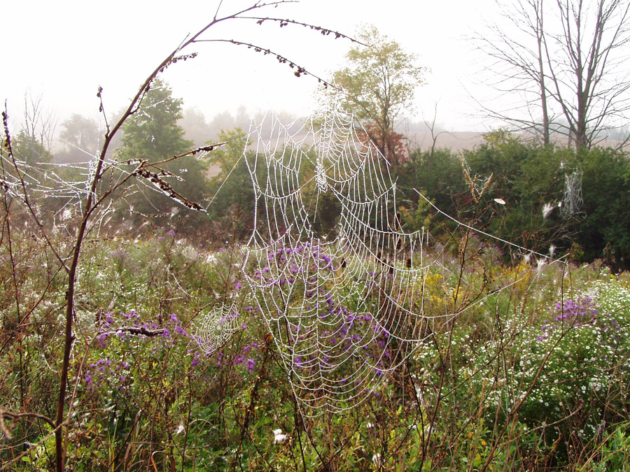 Jack R. Smiley Nature Preserve Southeast Michigan Land Conservancy