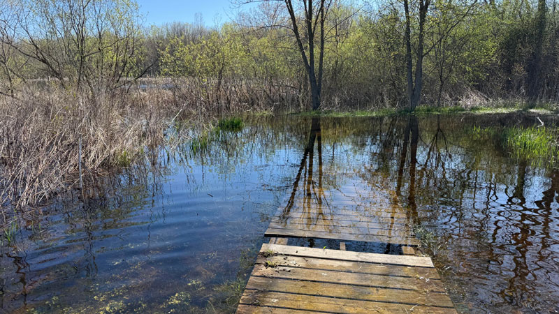 Recent Trail Flooding at LeFurge Woods Nature Preserve. Photo by George Kasdorf