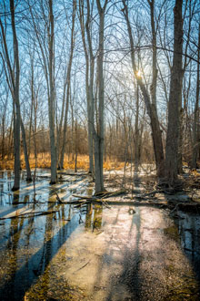 Springhill Nature Preserve. Photo by Luke Tracy